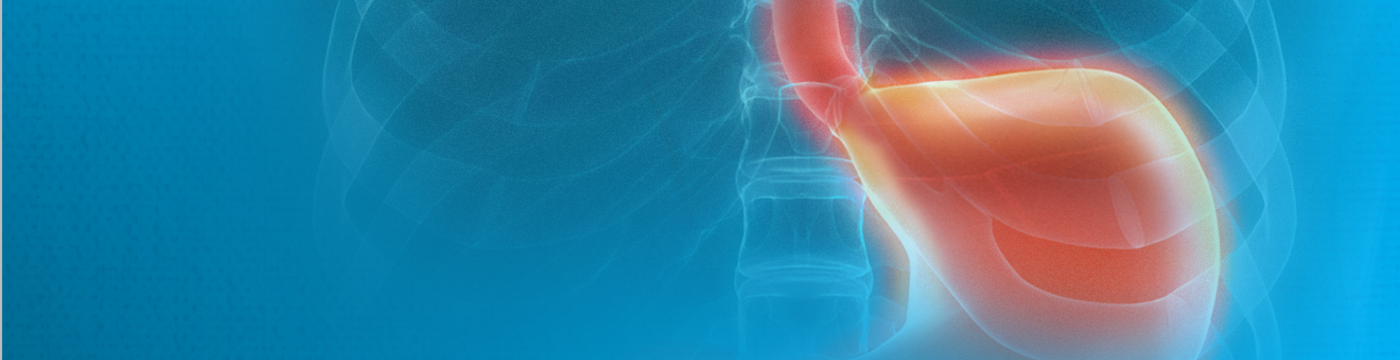 Graphic of where the Esophagus connects to the stomach